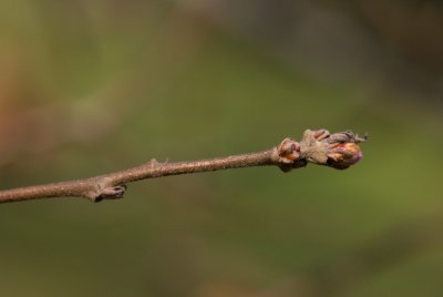 Quercus cerris 'Laciniata' - dub rakouský - pupen